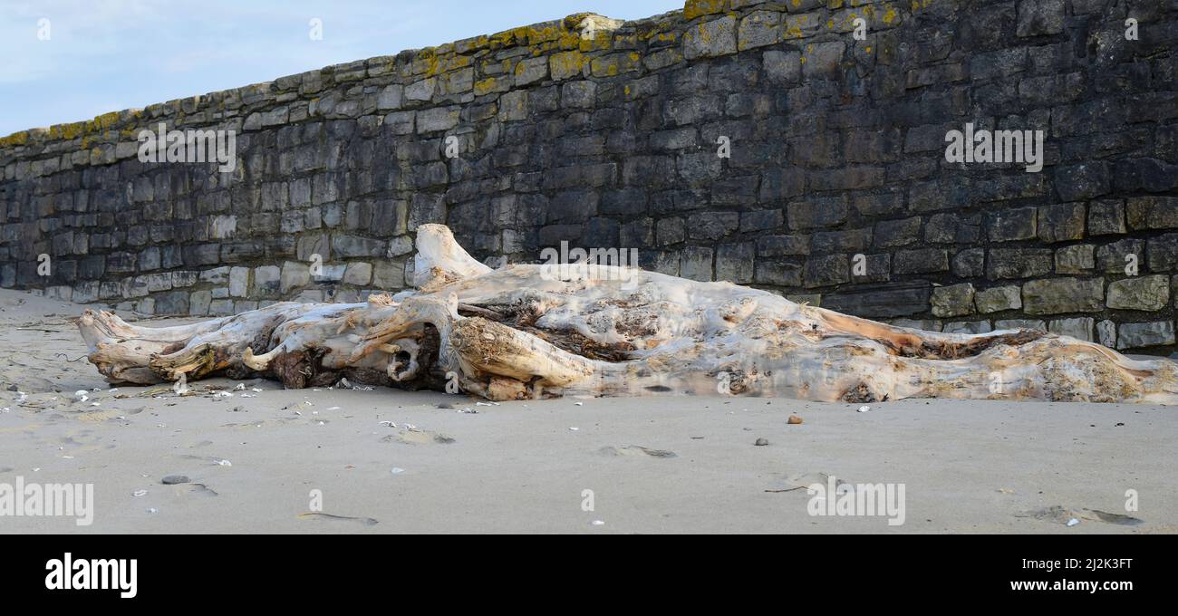 Cachalot de bois flotté Stock Photo