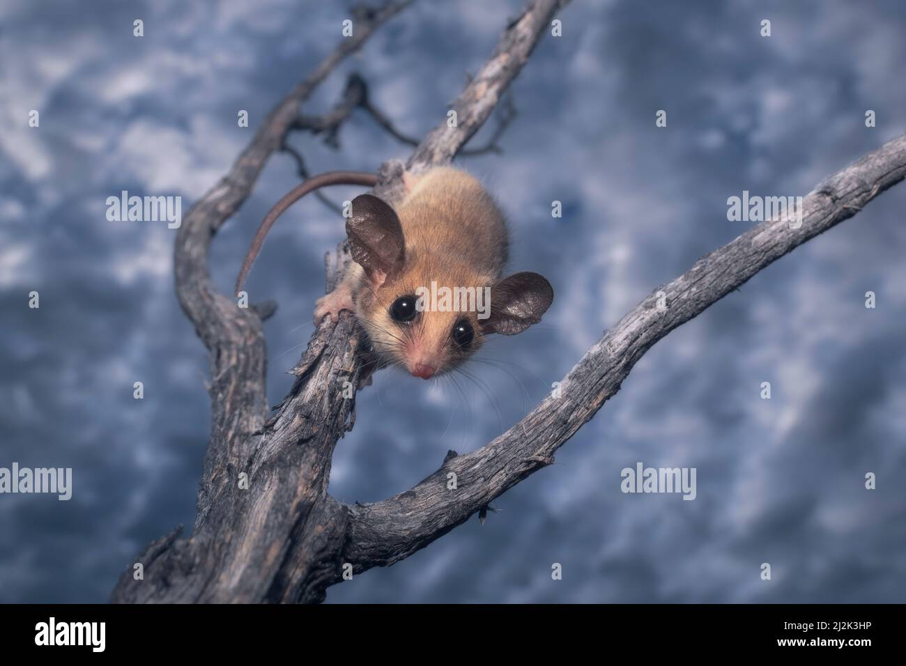 Wild western pygmy possum (Cercartetus concinnus) on a branch, Australia Stock Photo