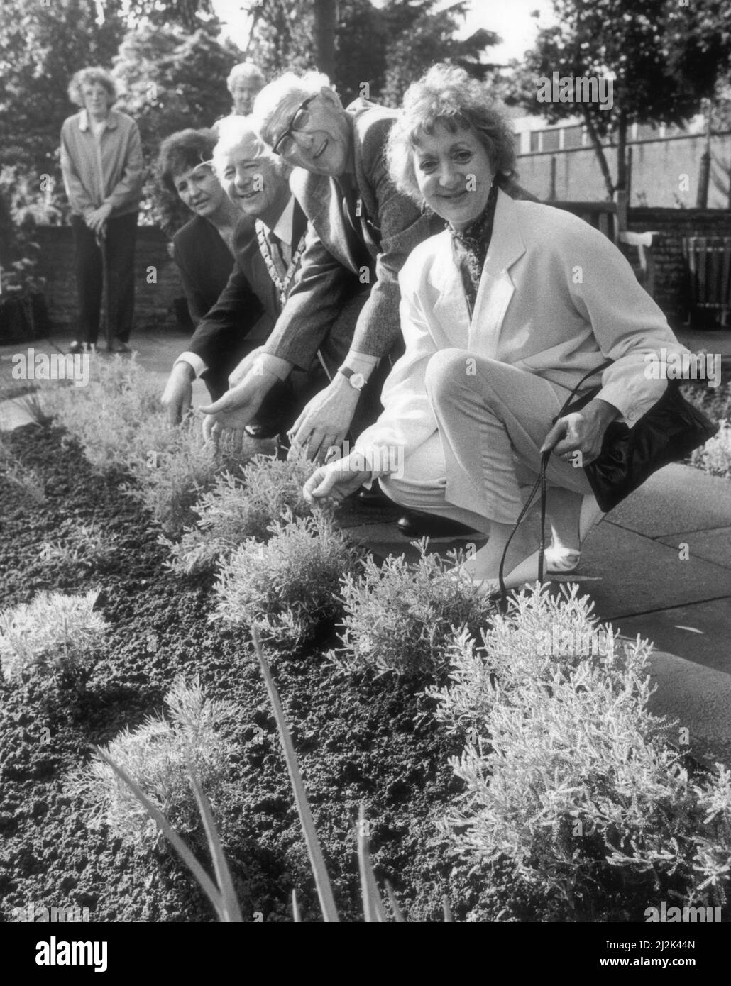 Actress Thelma Barlow who plays the dithering spinster Mavis Riley in the TV soap opera, Coronation Street,  inspects the new organic herb garden at Caldecott Park, Rugby, with Lawrence Hills, founder and president of the Henry Doubleday Research Association.  Also present are the Mayor and Mayoress of Rugby, Councillor and Mrs Reg French.5th September 1987 Stock Photo