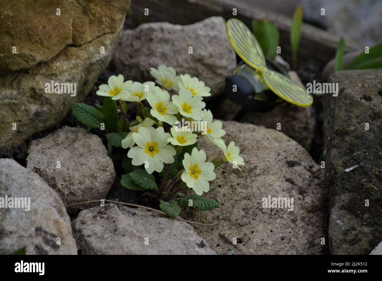 Yellow Primrose Flower - Primula Vulgaris - Rockery Plant With White Rocks - Garden Rockery - Spring Time - Yorkshire - UK Stock Photo