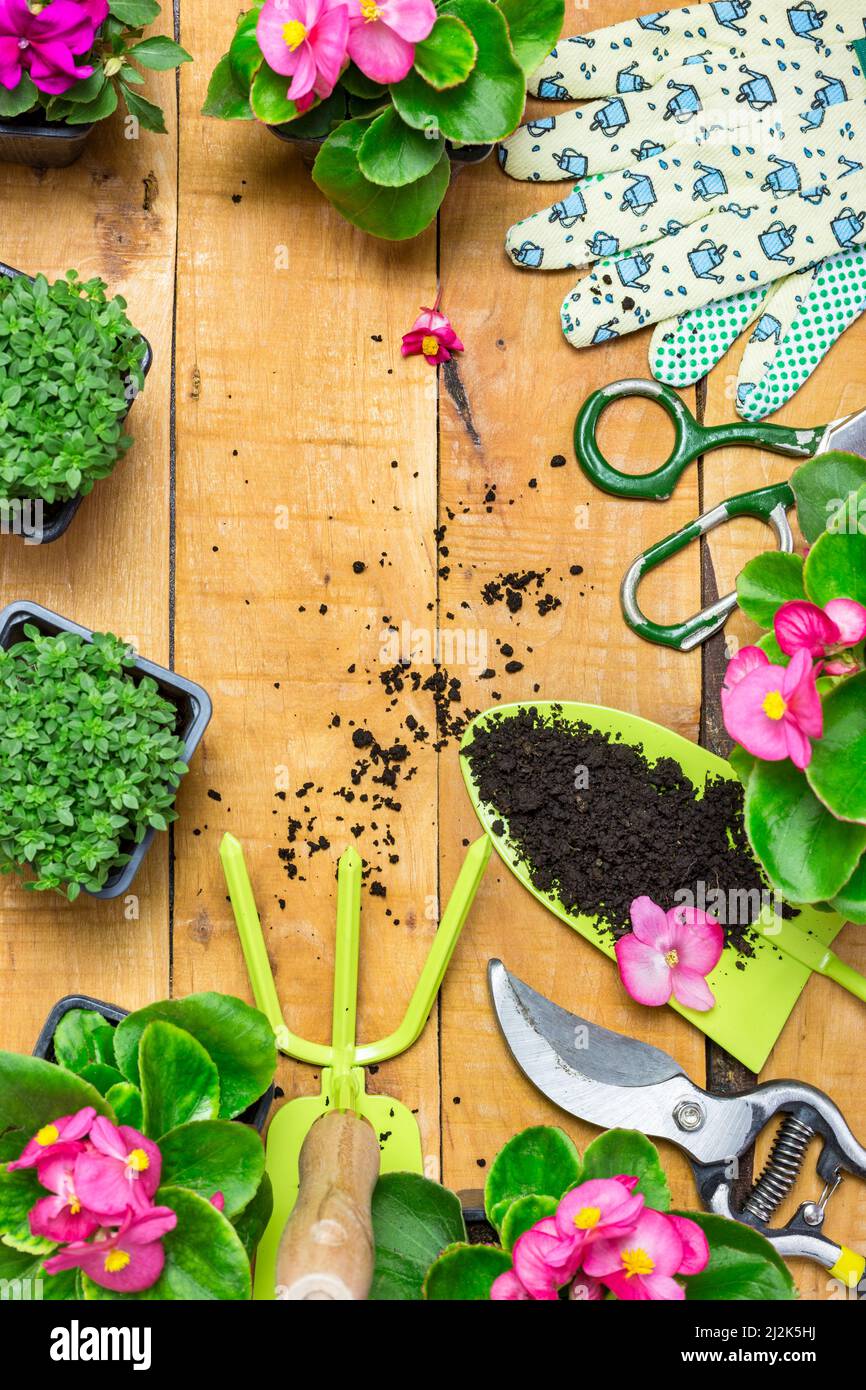 Garden tools and flowers on an old wooden table. Spring in the garden concept background with free text space (top view, flat lay). Stock Photo