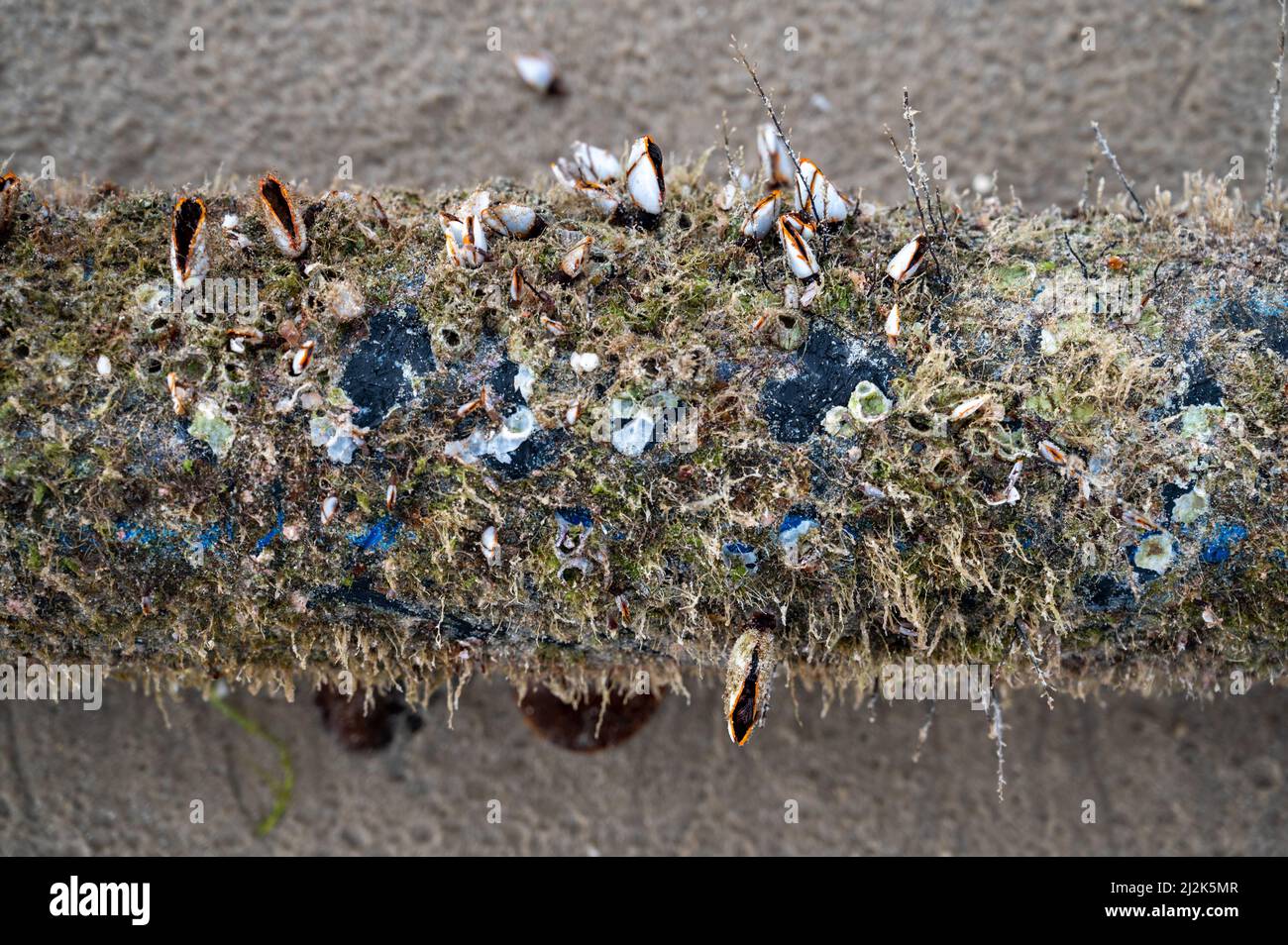 The shell named goose barnacles or gooseneck barnacle Lepas anserifera Linnea is commonly seen at the surface of driftwood on the seashore of pacific Stock Photo