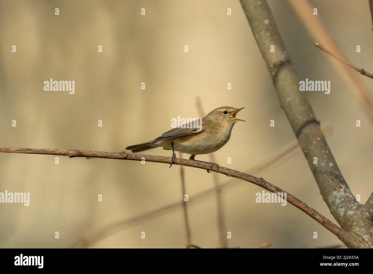 Chiffchaff singing on a branch close up in the summer Stock Photo