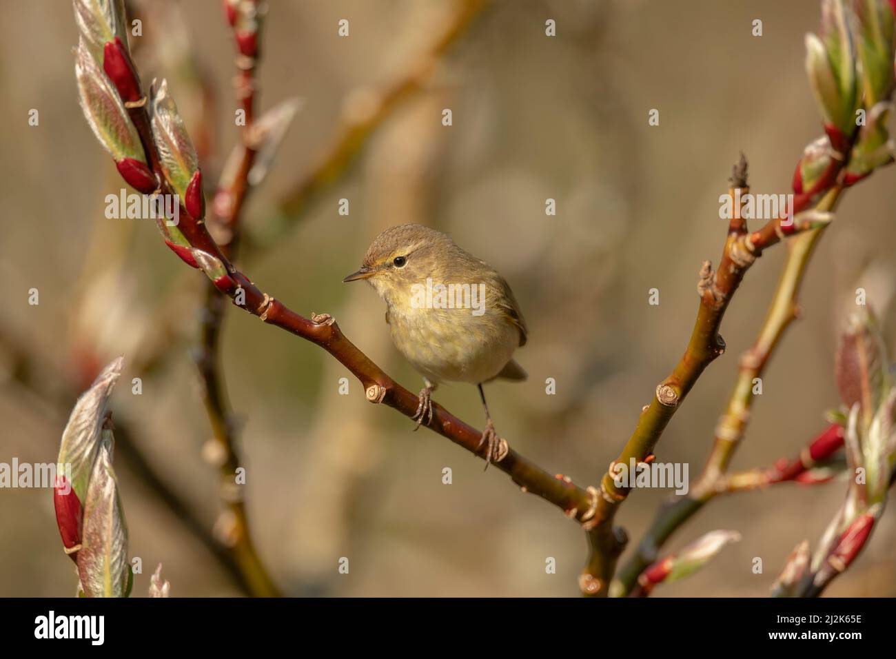 Chiffchaff perched on a branch close up in the summer Stock Photo