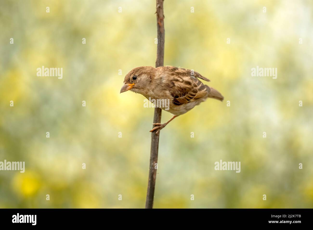 House sparrow perched on a branch, close up in the summer Stock Photo