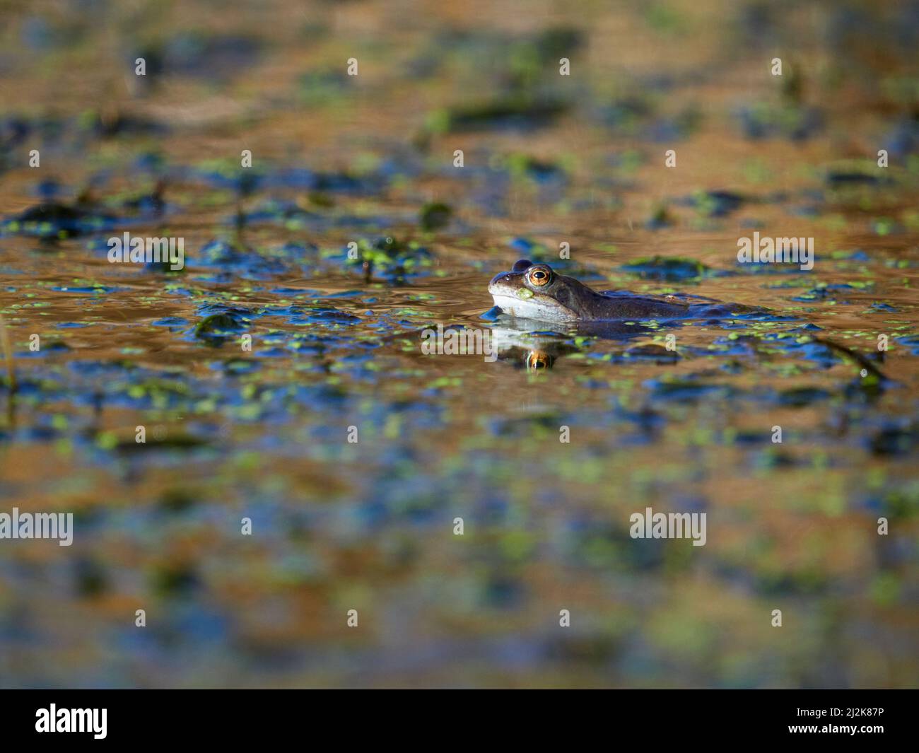European common frog or grass frog (Rana temporaria)in a pond during