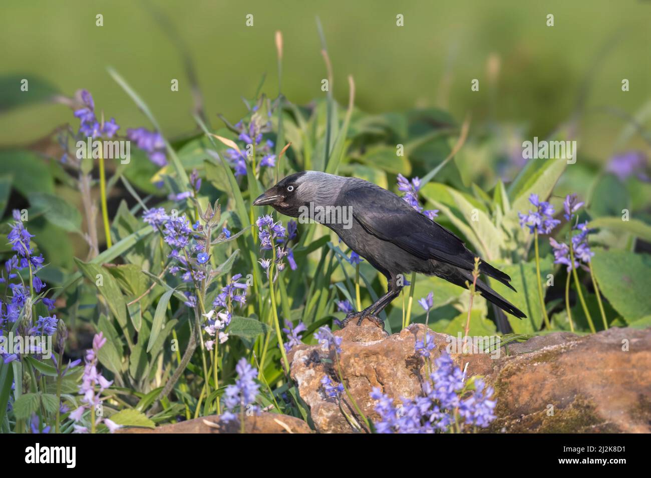 Jackdaw perched on a rock, surrounded by flowers, close up in the summer Stock Photo