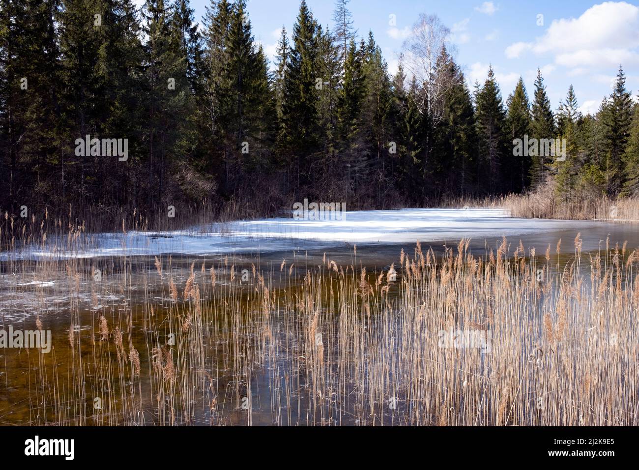 Nature reserve Čužu mire in springtime, Courland, Latvia Stock Photo
