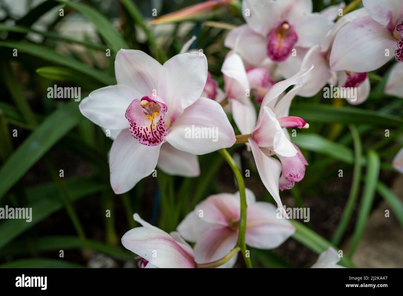 Cymbidium are epiphytic, lithophytic or terrestrial orchids with prominent spherical to ovoid pseudobulbs, long linear leaves and fleshy white roots. Stock Photo