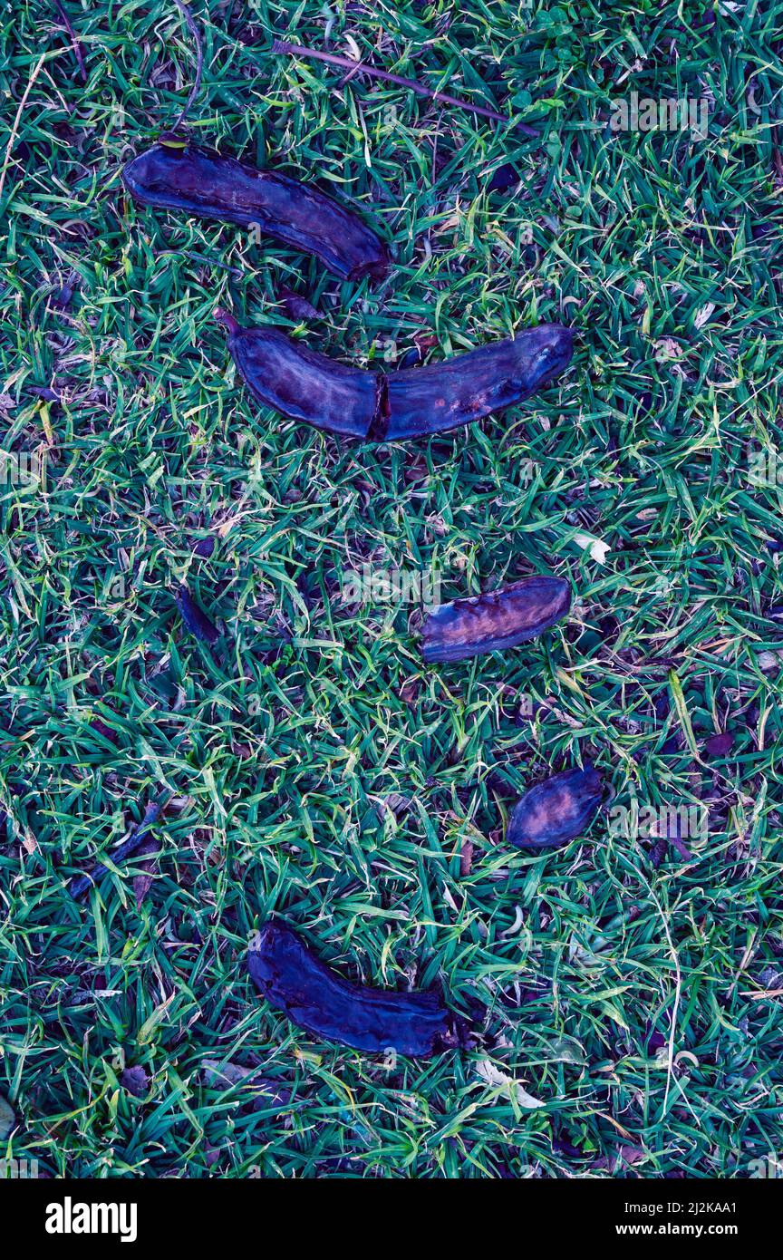leaves and seed pods of Gleditsia triacanthos inermis tree lie on the grass. View from above. Stock Photo