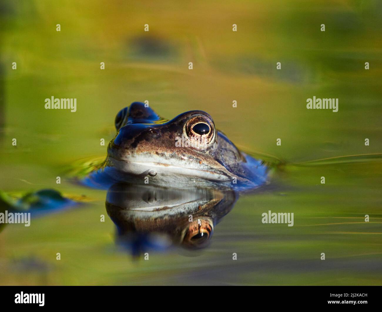 European common frog or grass frog (Rana temporaria)in a pond during