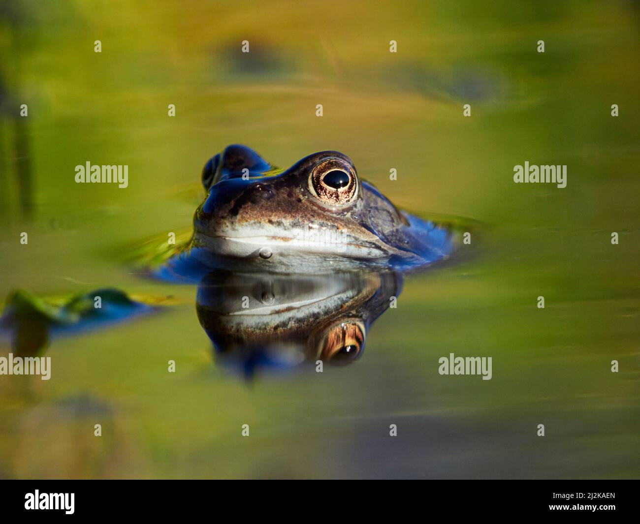 European common frog or grass frog (Rana temporaria)in a pond during