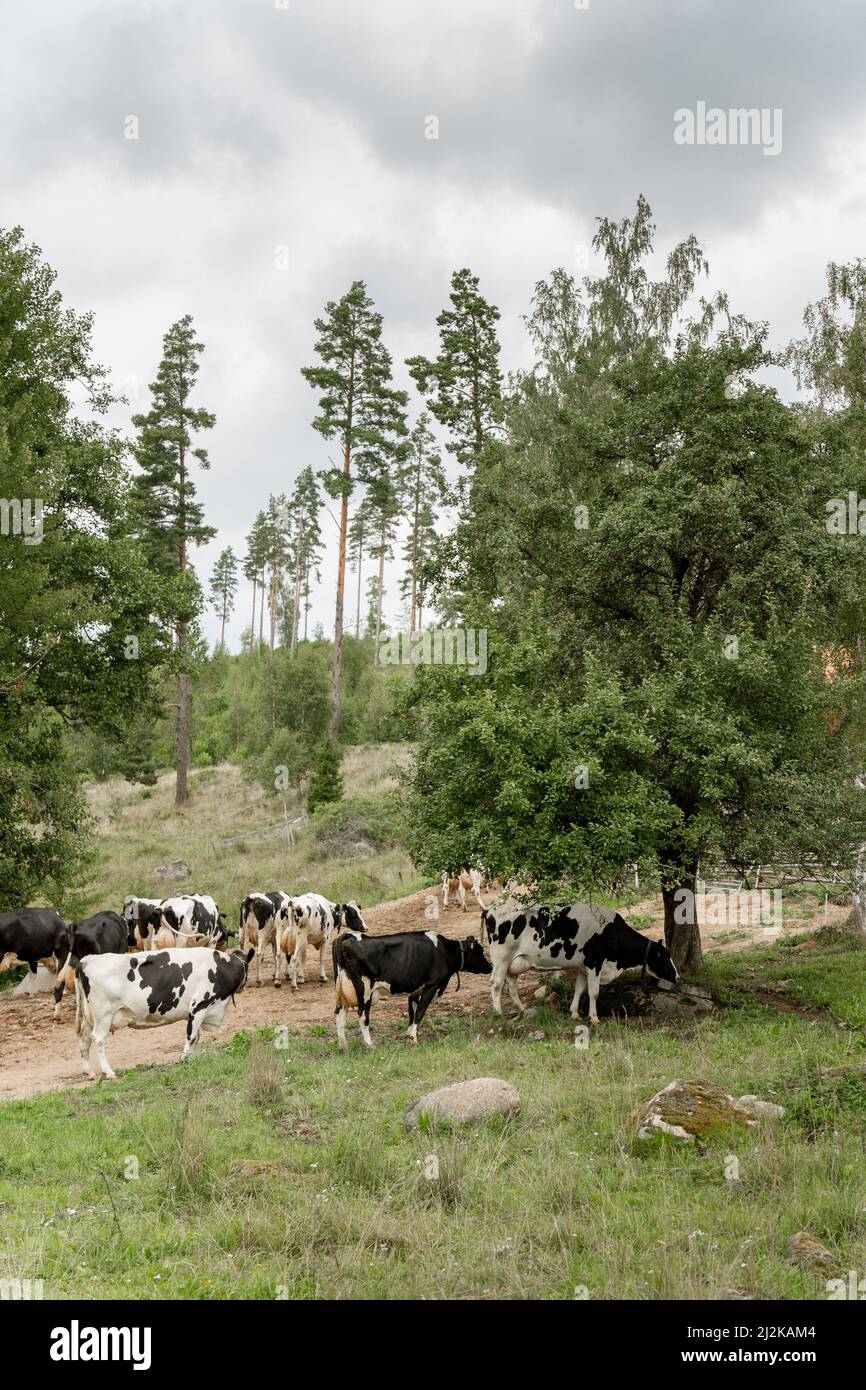 A vertical shot of cows grazing in the field with trees on a cloudy day ...
