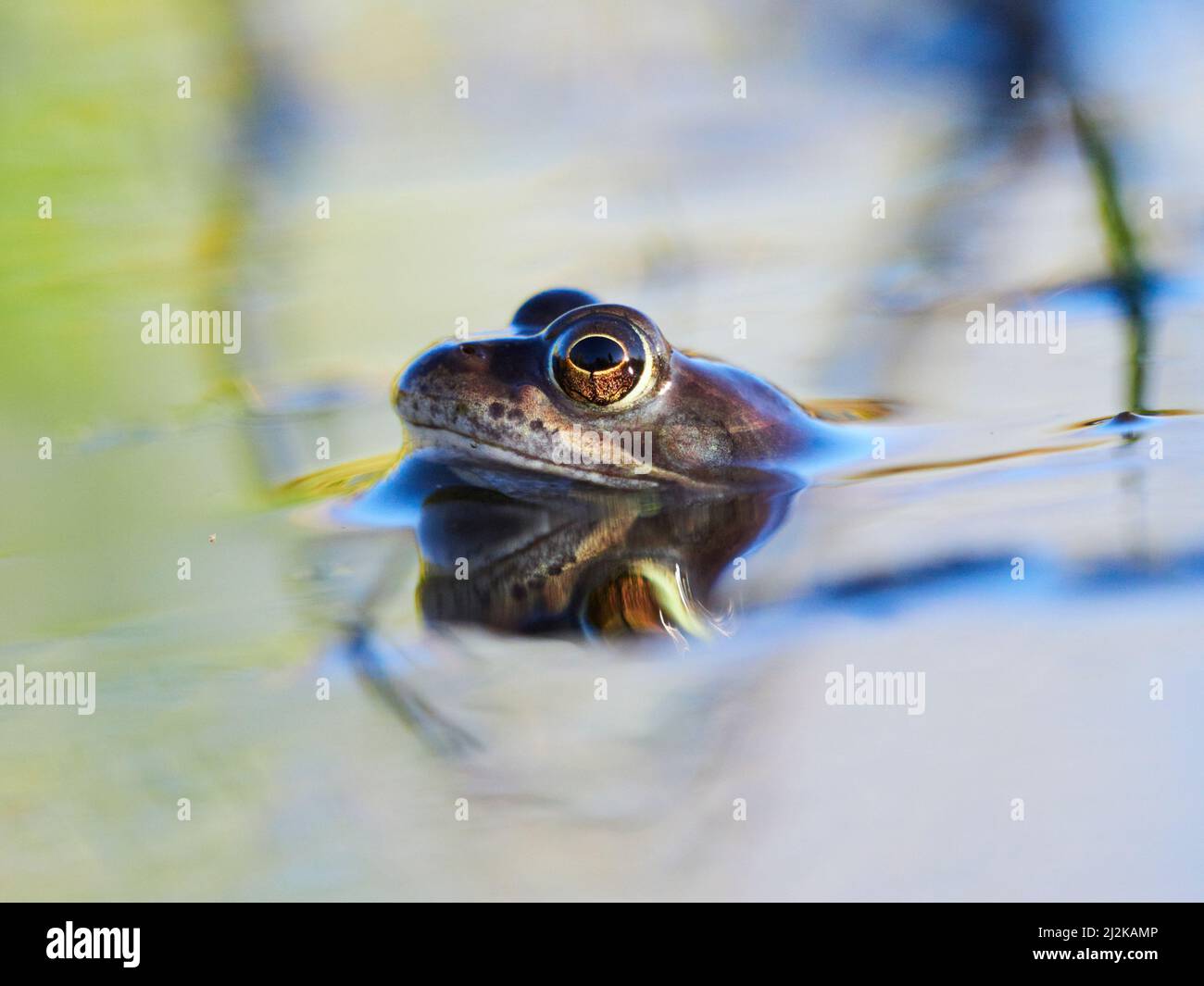 European common frog or grass frog (Rana temporaria)in a pond during