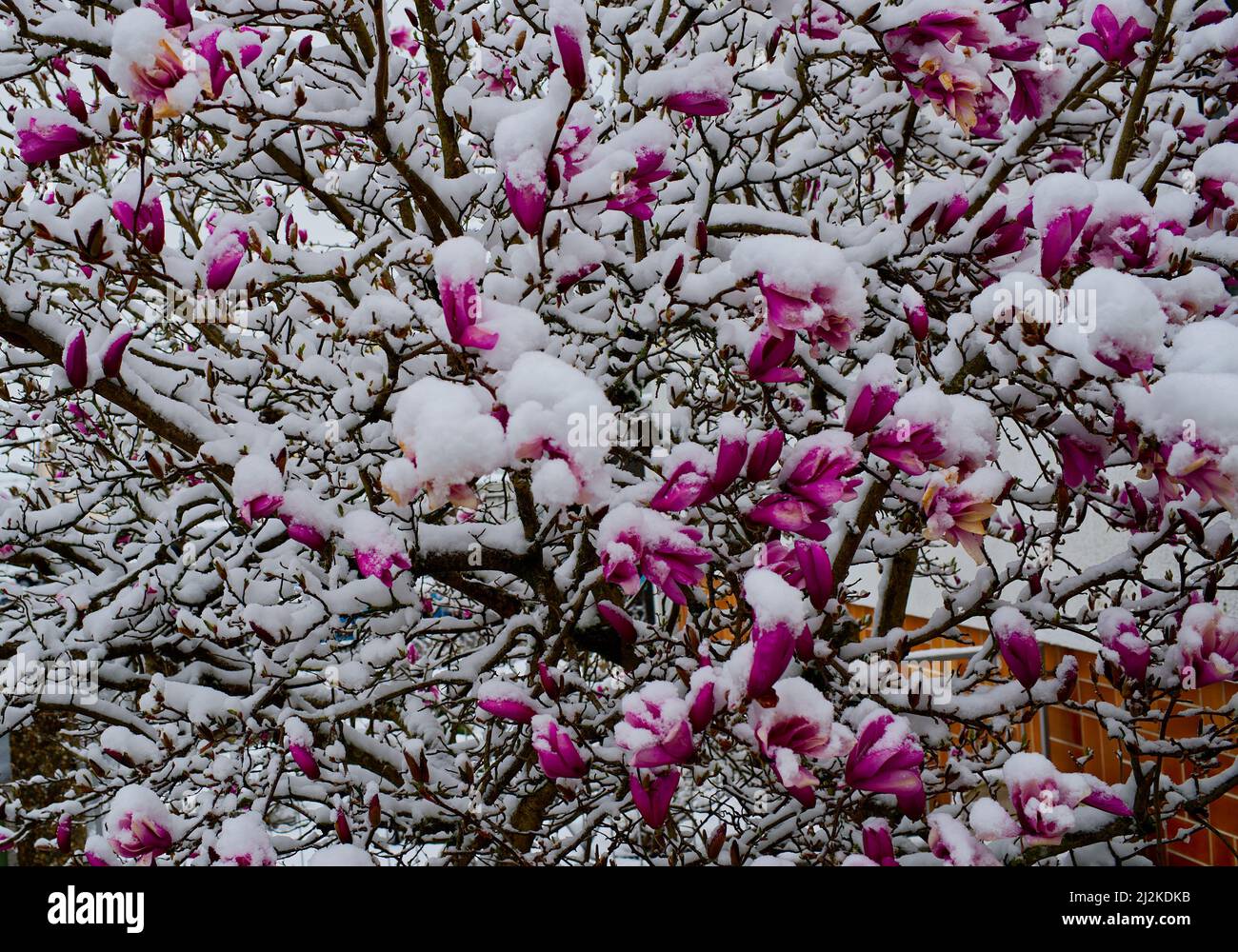 magnolia tree in front of a house covered in snow in April Stock Photo
