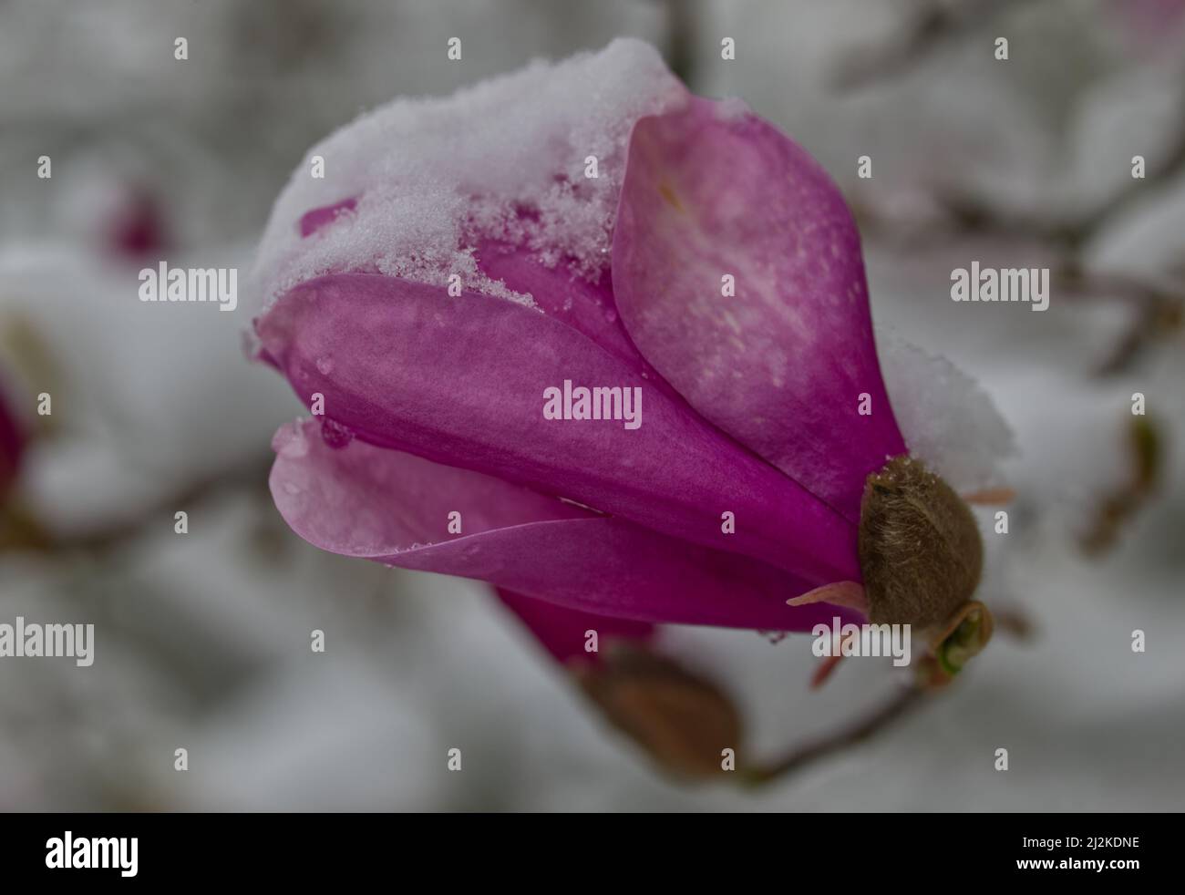 Magnolia snow blossom flower hi-res stock photography and images - Alamy