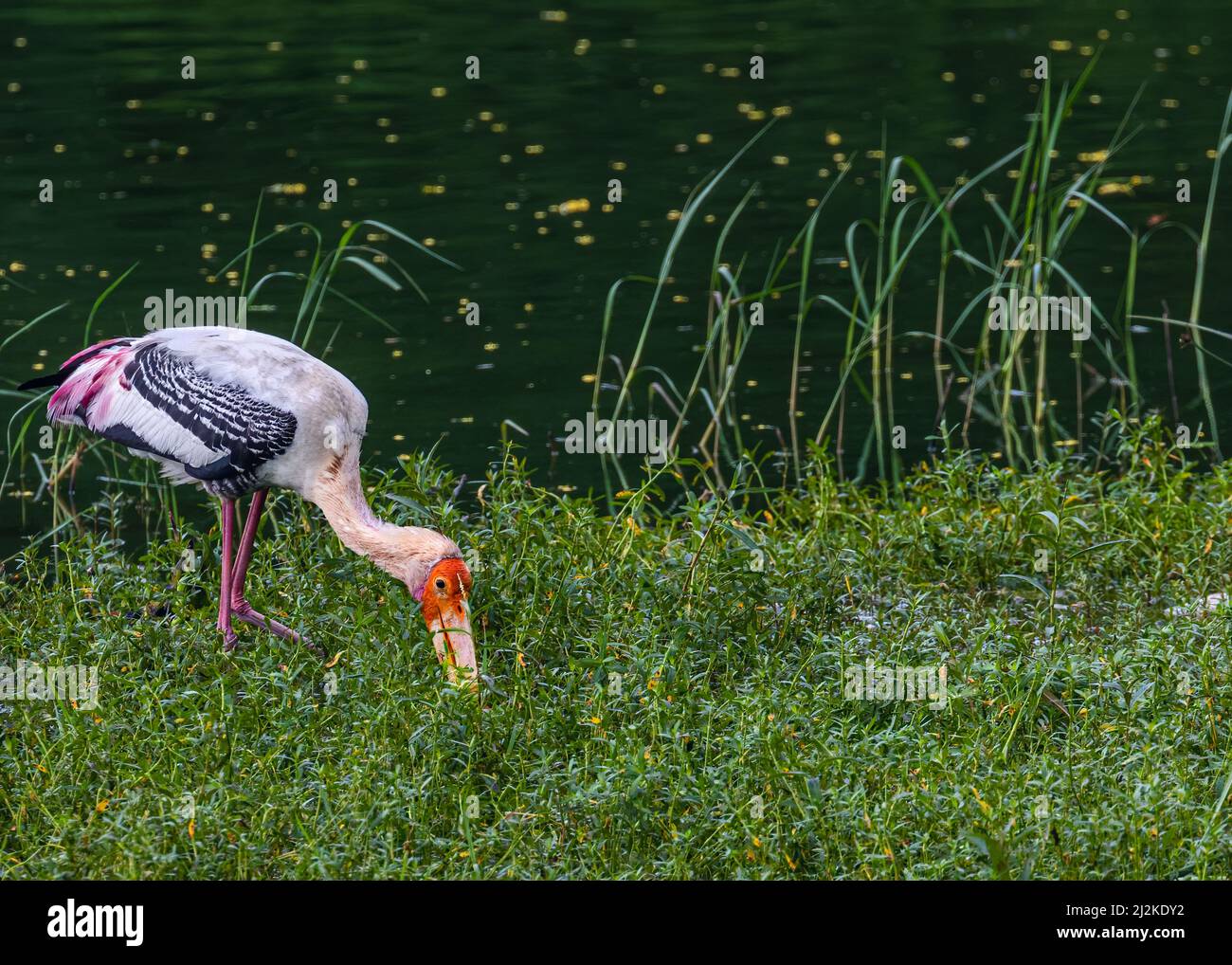 A Painted Stork (Mycteria leucocephala) searching food in wet land Stock Photo
