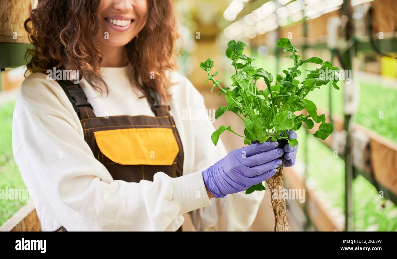 Close up of joyful female gardener in rubber gloves holding pot with leafy green plant. Smiling young woman with arugula leaves standing in greenhouse. Stock Photo