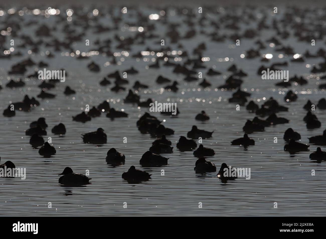 Resting Common Pochards (Aythya ferina) and Tufted Ducks (Aythya fuligula) in its wintering grounds in southern Germany seeing against the light Stock Photo