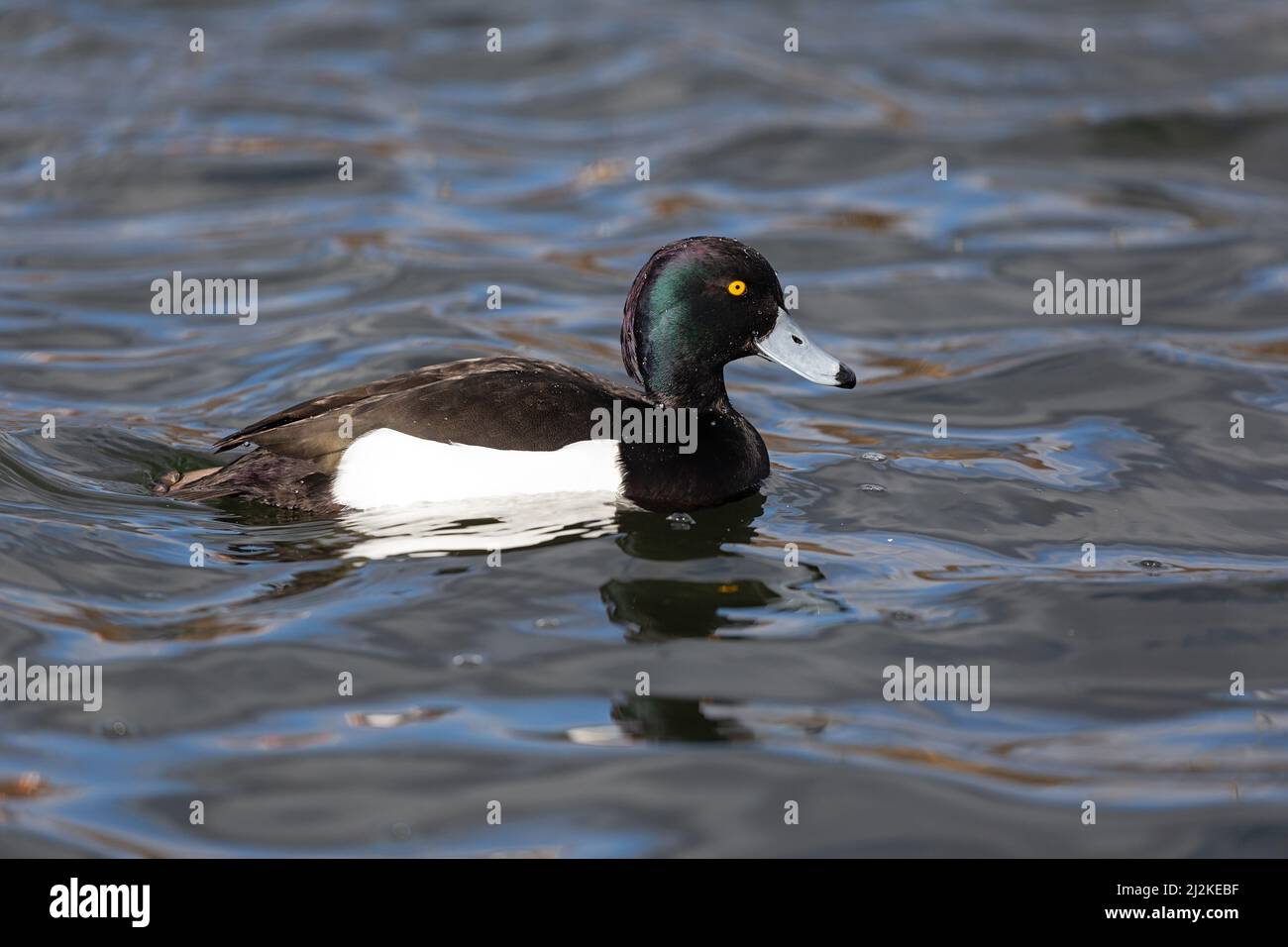 Swimming adult male Tufted Duck (Aythya fuligula) at a lake. Stock Photo