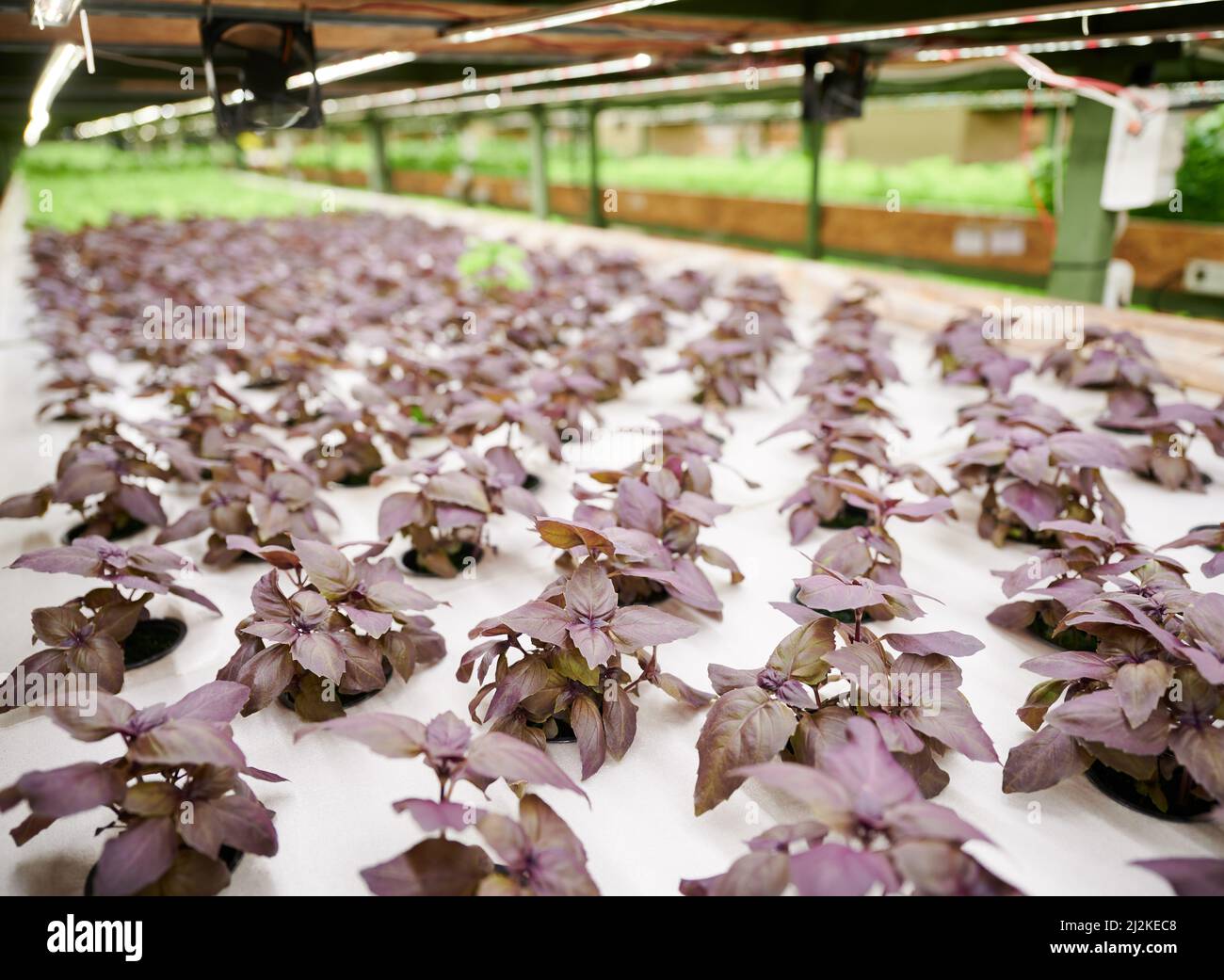 Leafy plant basil with purple leaves growing in garden pots. Leafy