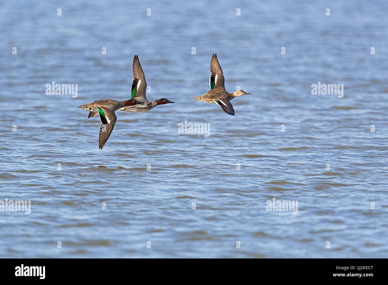 Flying male and female Eurasian Teals (Anas crecca) photographed against water. Stock Photo