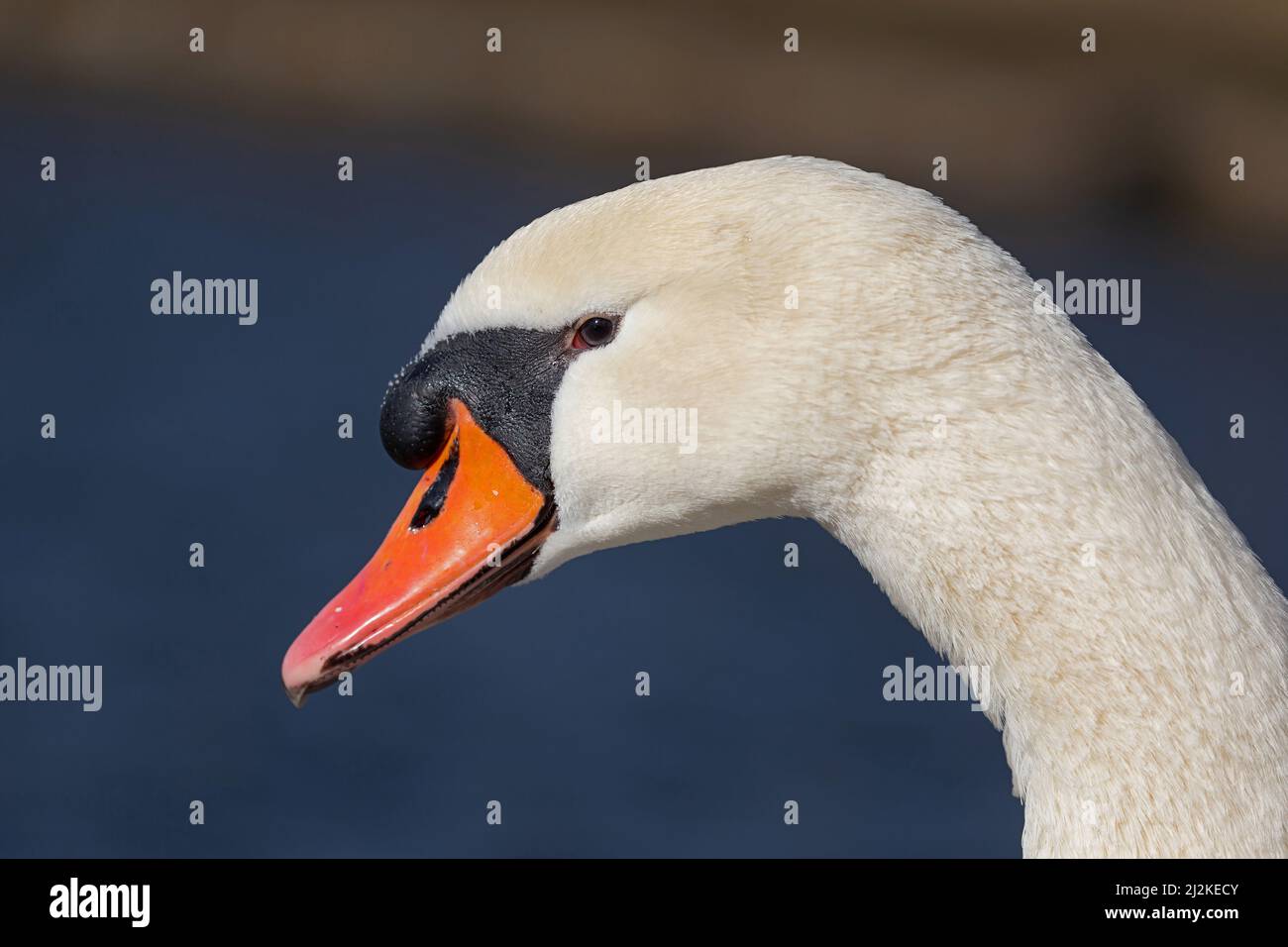 Portrait of an adult Mute Swan (Cygnus olor) Stock Photo