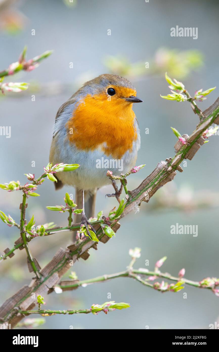 European Robin (erithacus rubecula) perched in euonymus alatus (winged spindle) shrub in UK garden in spring Stock Photo