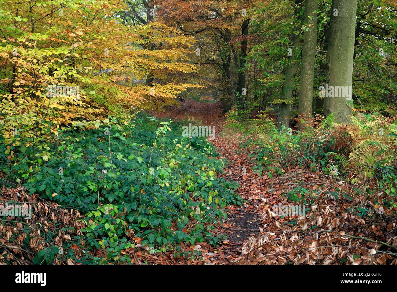 Autumn deciduous woodland containing many Beech trees in the beautiful