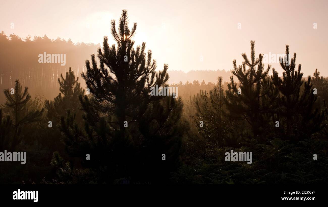 Dawn sunrise behind young conifers in summer Cannock Chase Country Park AONB (area of outstanding natural beauty) in Staffordshire England UK Stock Photo