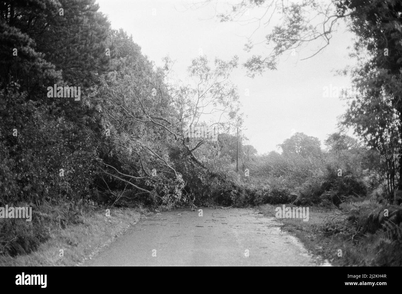 The Great Storm October 1987. Our Picture Shows . . . storm damage Chieveley, Berkshire, England, 16th October 1987.  The 1987 Great Storm occurred on the night of 15th and 16th October 1987. An unusually strong weather system caused winds to hit much of southern England and northern France. It was the worst storm to hit England since the Great Storm of 1703. Damage was estimated at UK 7.3 billion (Pounds); France 23 billion (Francs). Stock Photo