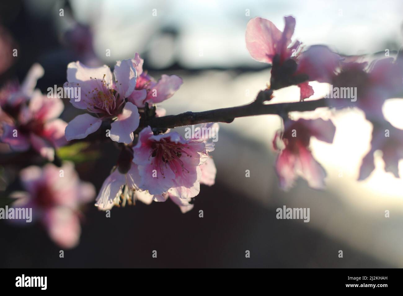 Peach Blossoms backlit by the setting sun Stock Photo