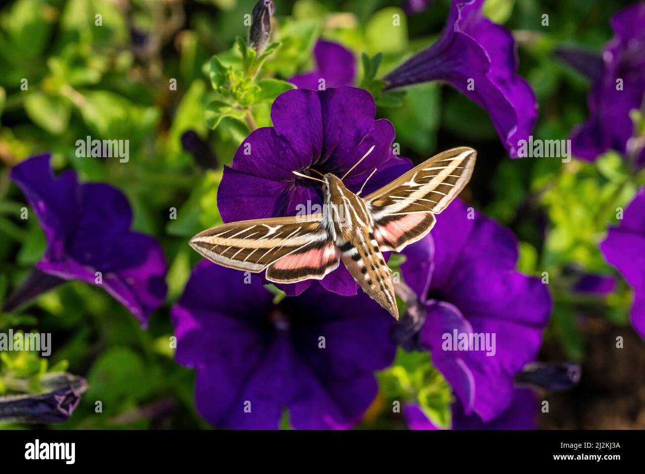 A White-Lined Sphinx Moth (Hyles lineata) pollinating a purple Petunia, in a garden setting. Stock Photo