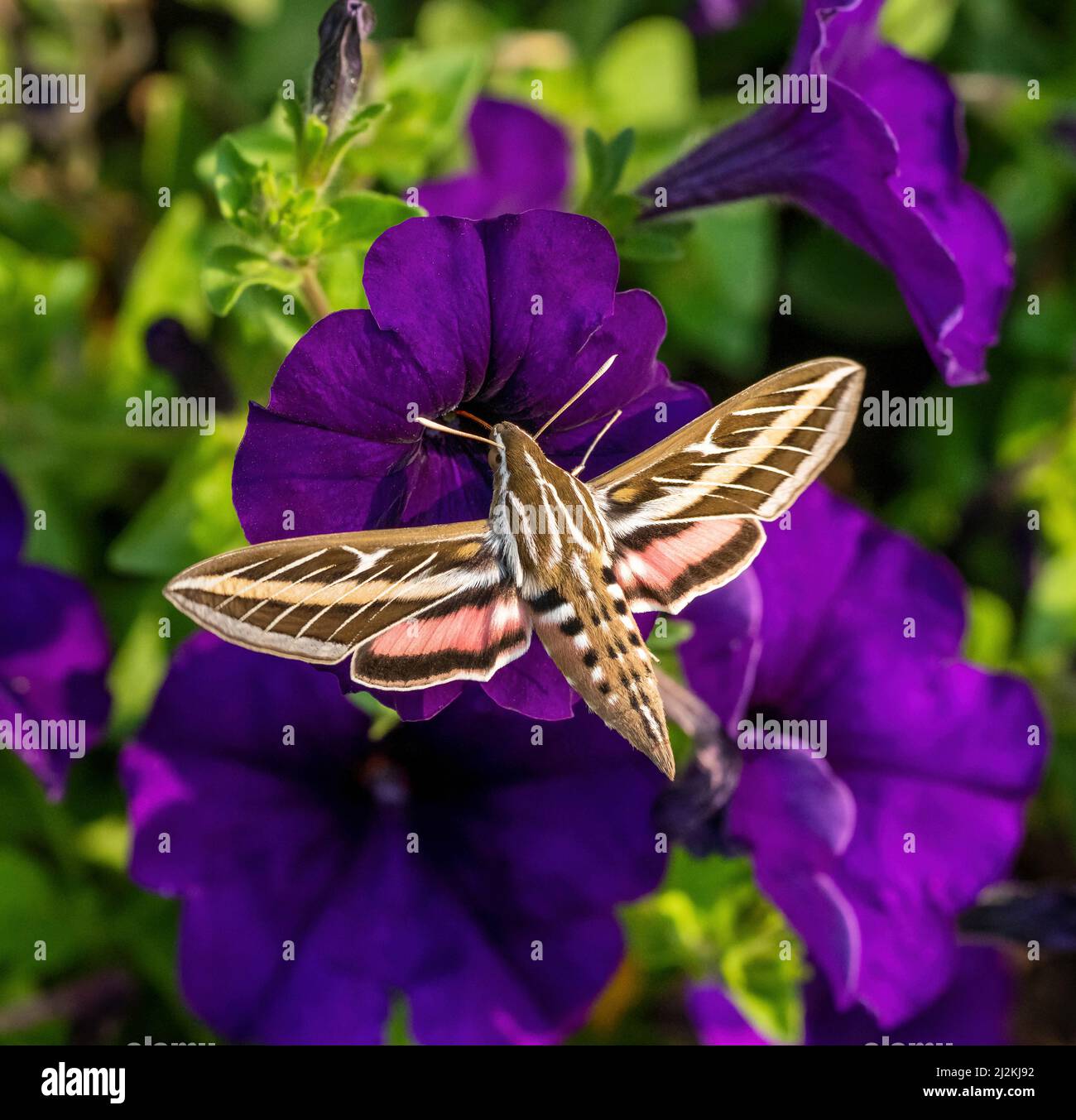 A White-Lined Sphinx Moth (Hyles lineata) pollinating a purple Petunia. Stock Photo