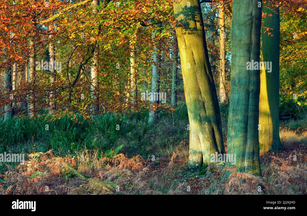 Autumn colour from Beech trees Cannock Chase Country Park AONB (area of ...
