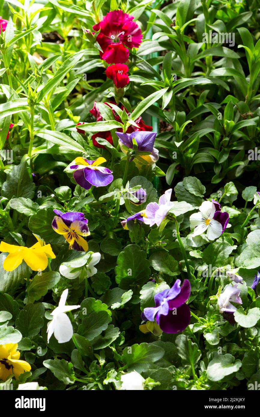 Viola and Sweet William flowering bedding plants. Growing indoors in