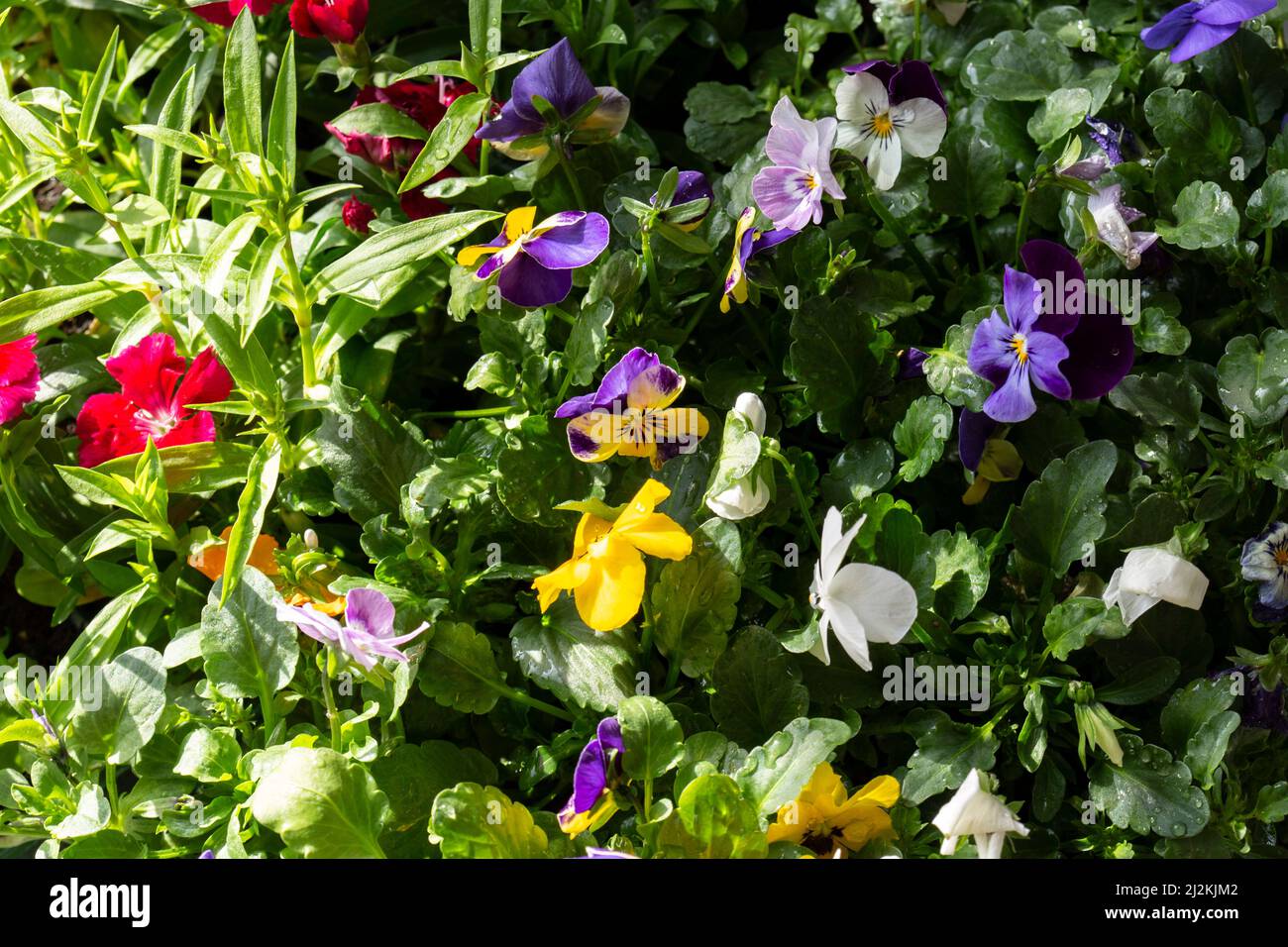 Viola and Sweet William flowering bedding plants. Growing indoors in