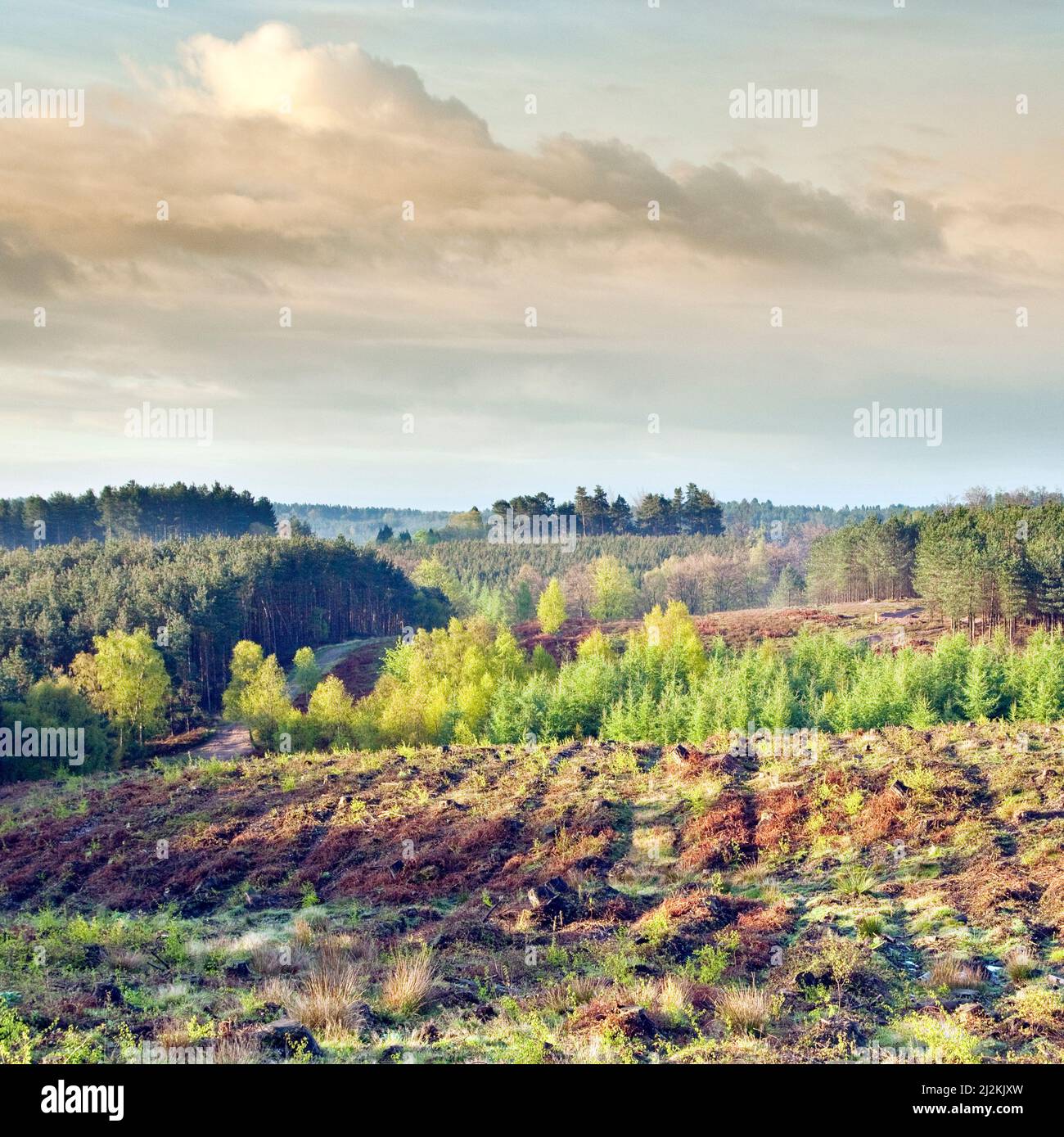 View across Cannock Chase forest with fresh bright new foliage of spring at Penkridge Bank towards Birches Valley Dawn Cannock Chase AONB Stock Photo