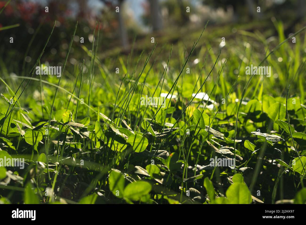 Thick lawn hi-res stock photography and images - Alamy