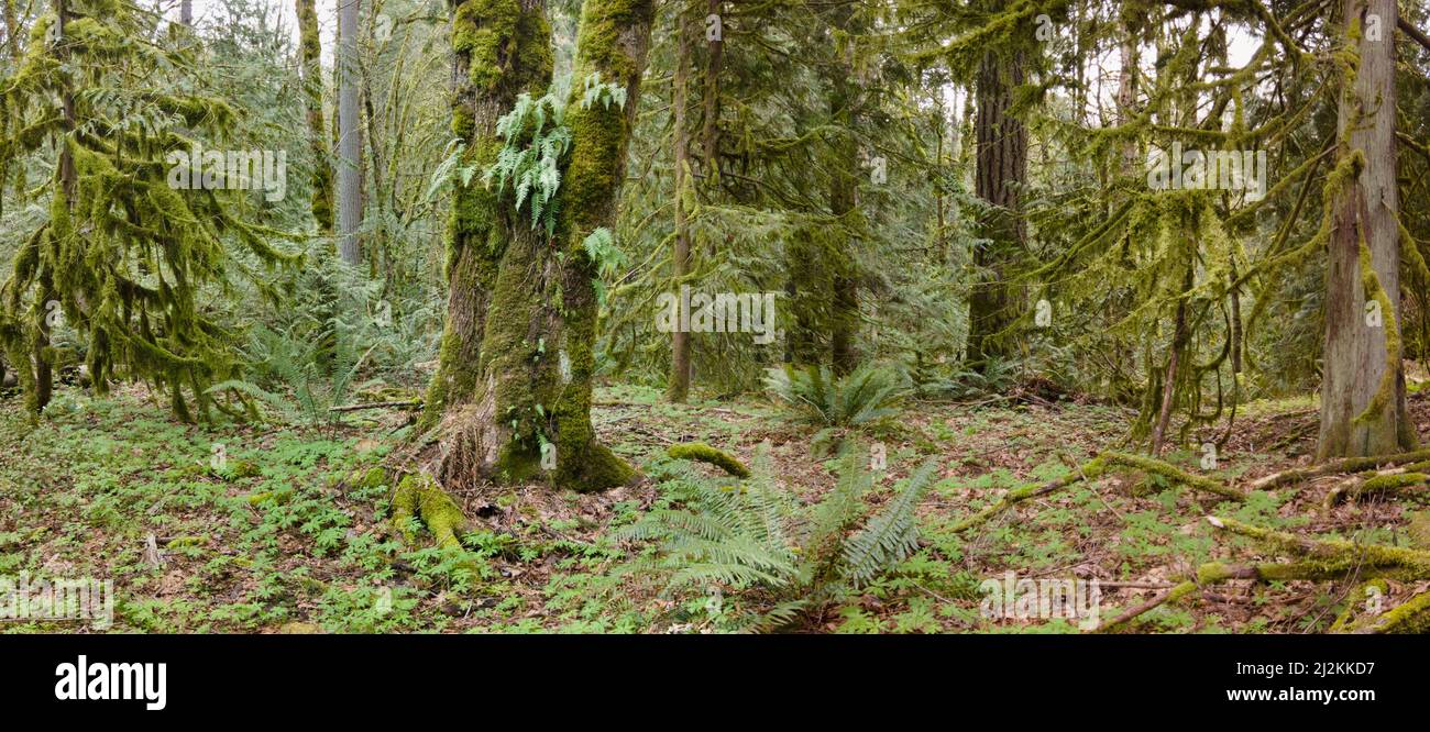 Moss and other lush epiphytic growth blanket the exquisite old-growth rainforest found near Mount Hood, Oregon. These forests are very biodiverse. Stock Photo