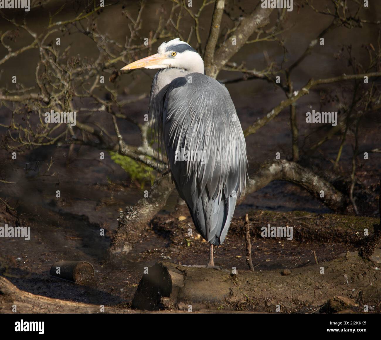 Various Wildlife Birds at DInton Pastures in Berkshire Stock Photo