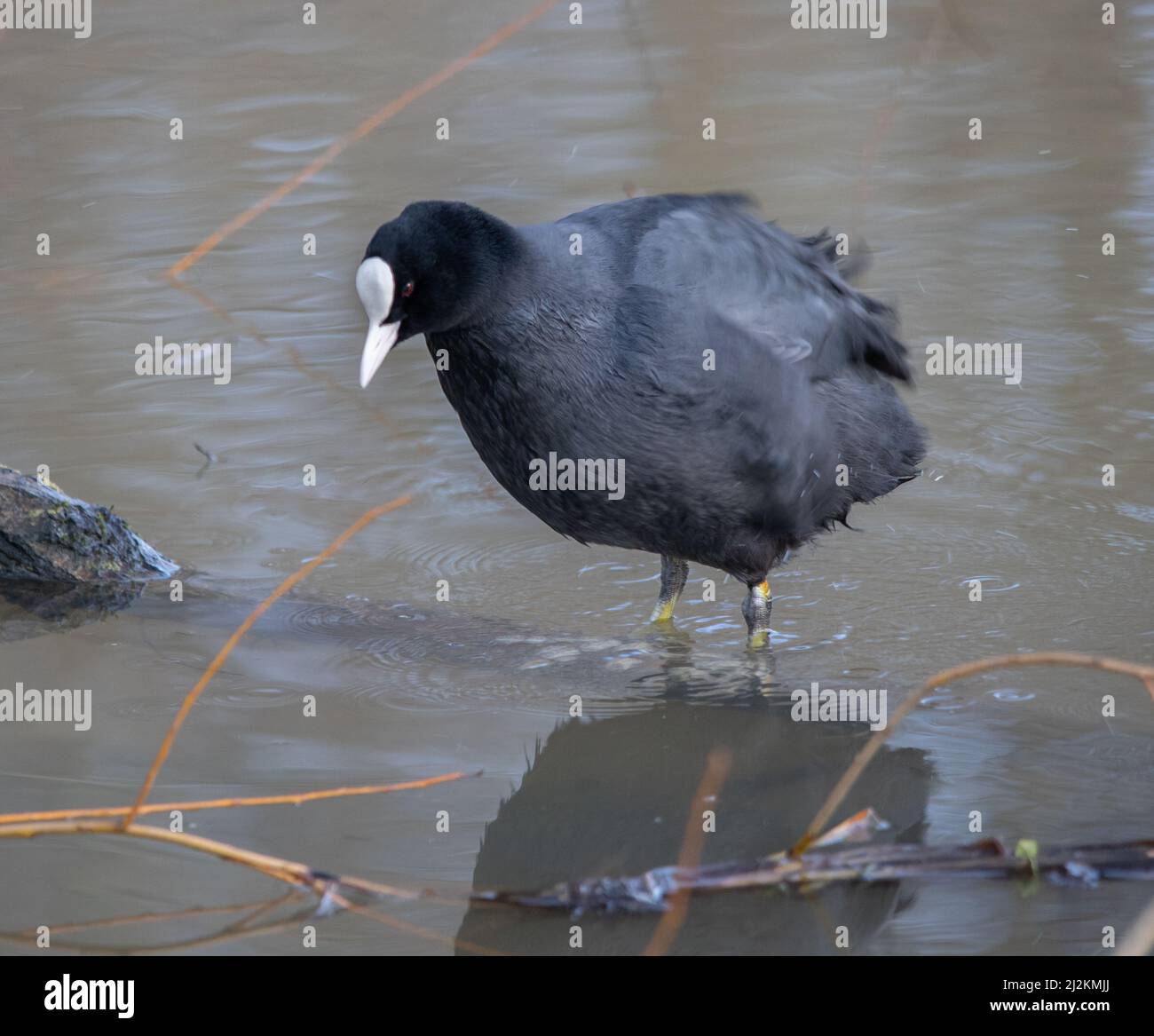 Birds Wildlife at Green Park in Berkshire Stock Photo