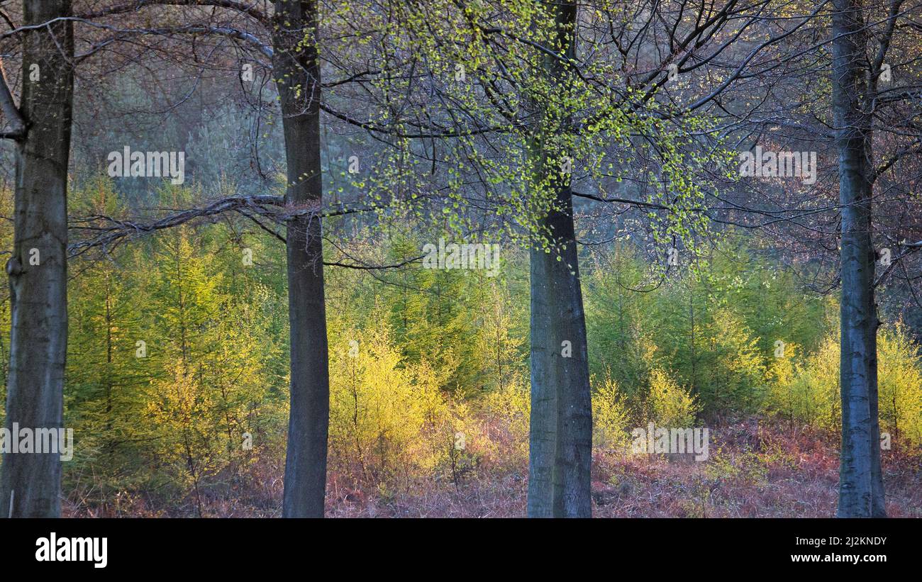 Forest early morning light in Spring showing beauty in nature with striking patterns, shape, and texture, Cannock Forest Stock Photo