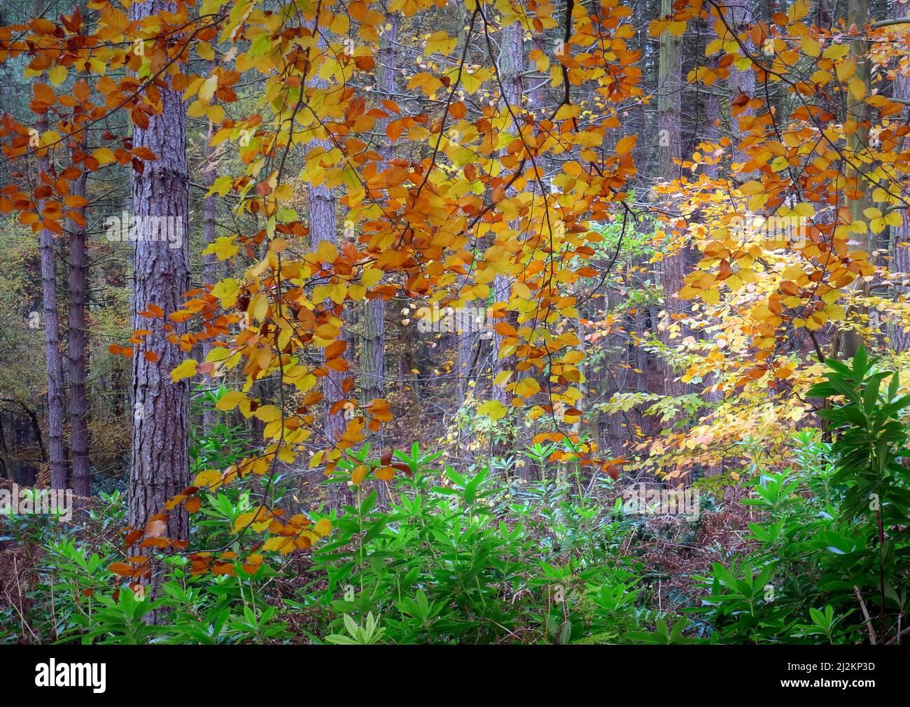 Woodland in autumn with tints and hues from the pendulous Beech tree foliage on edge of a Pine forest in the Cannock Chase Forest a designated Area of Stock Photo