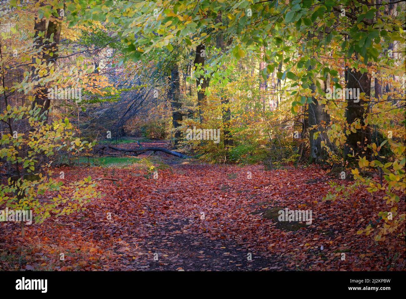 Deciduous woodland in autumn with tints and hues from Beech trees in the Cannock Chase Forest a designated Area of Outstanding Natural Beauty Stock Photo