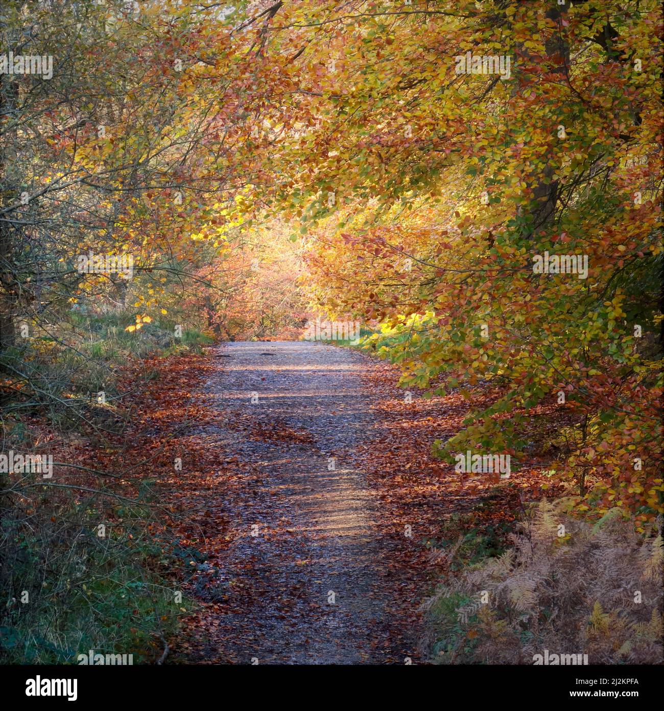Woodland in autumn with tints and hues from Beech trees lining the Heart of England Way footpath in the Cannock Chase Forest a designated Area of Outs Stock Photo