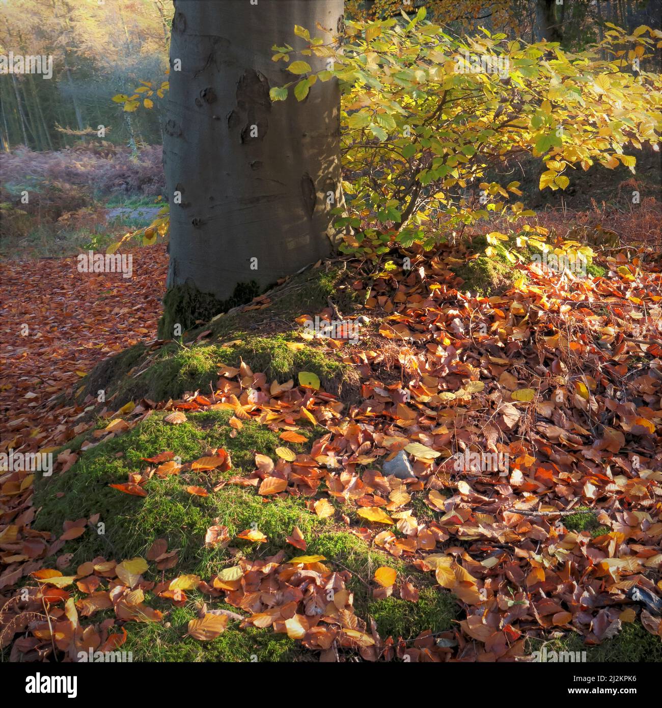Woodland in autumn with tints and hues from a Beech tree in the Cannock Chase Forest a designated Area of Outstanding Natural Beauty Stock Photo