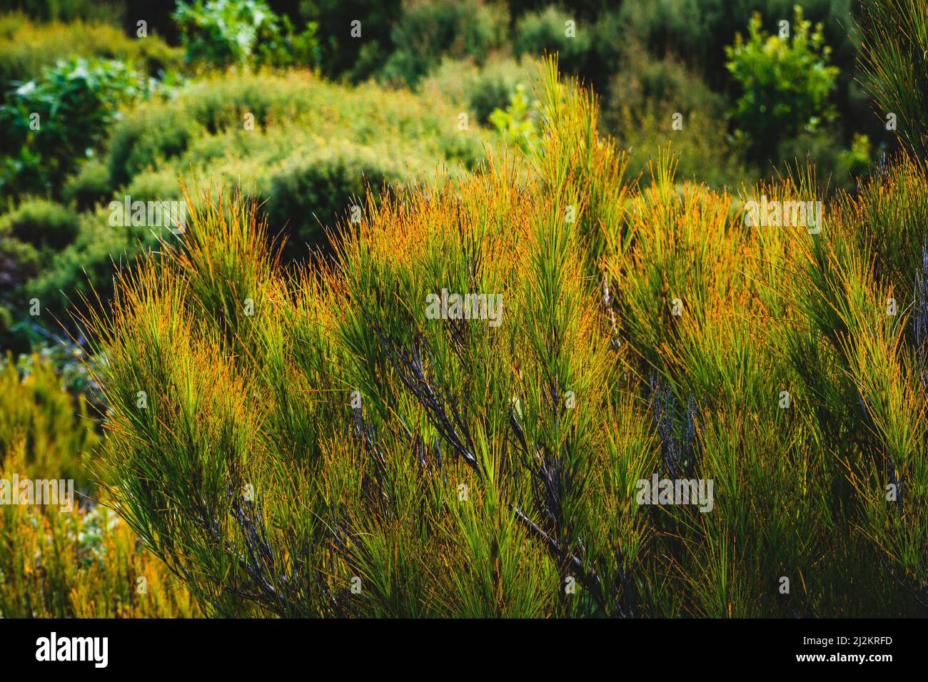 Different types of plants hi-res stock photography and images - Alamy