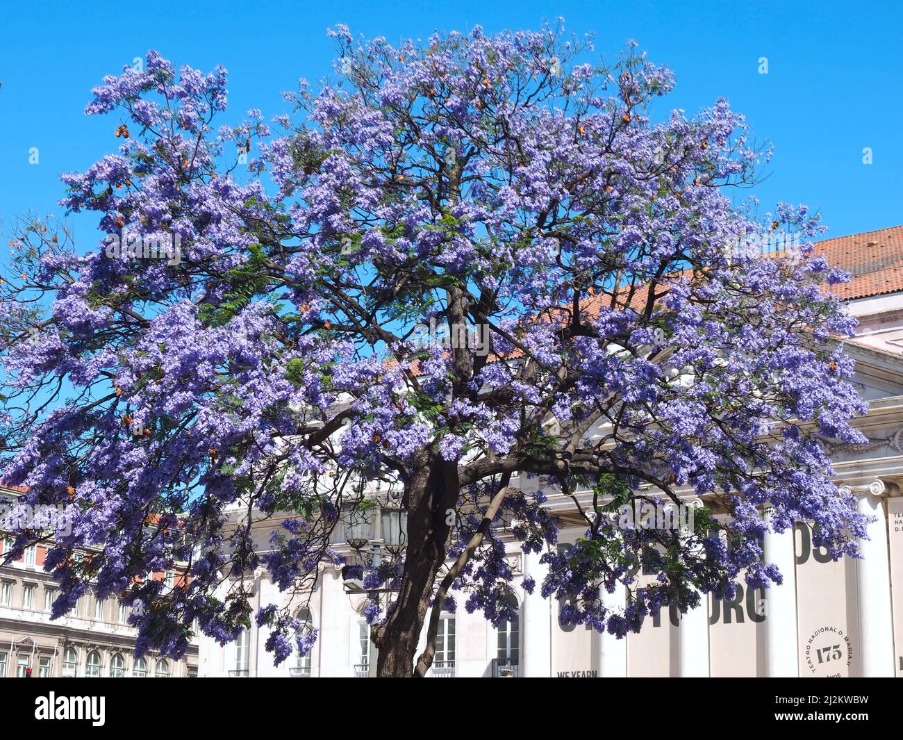 Beautiful Rossio square in Lisbon in summer with purple trees Stock