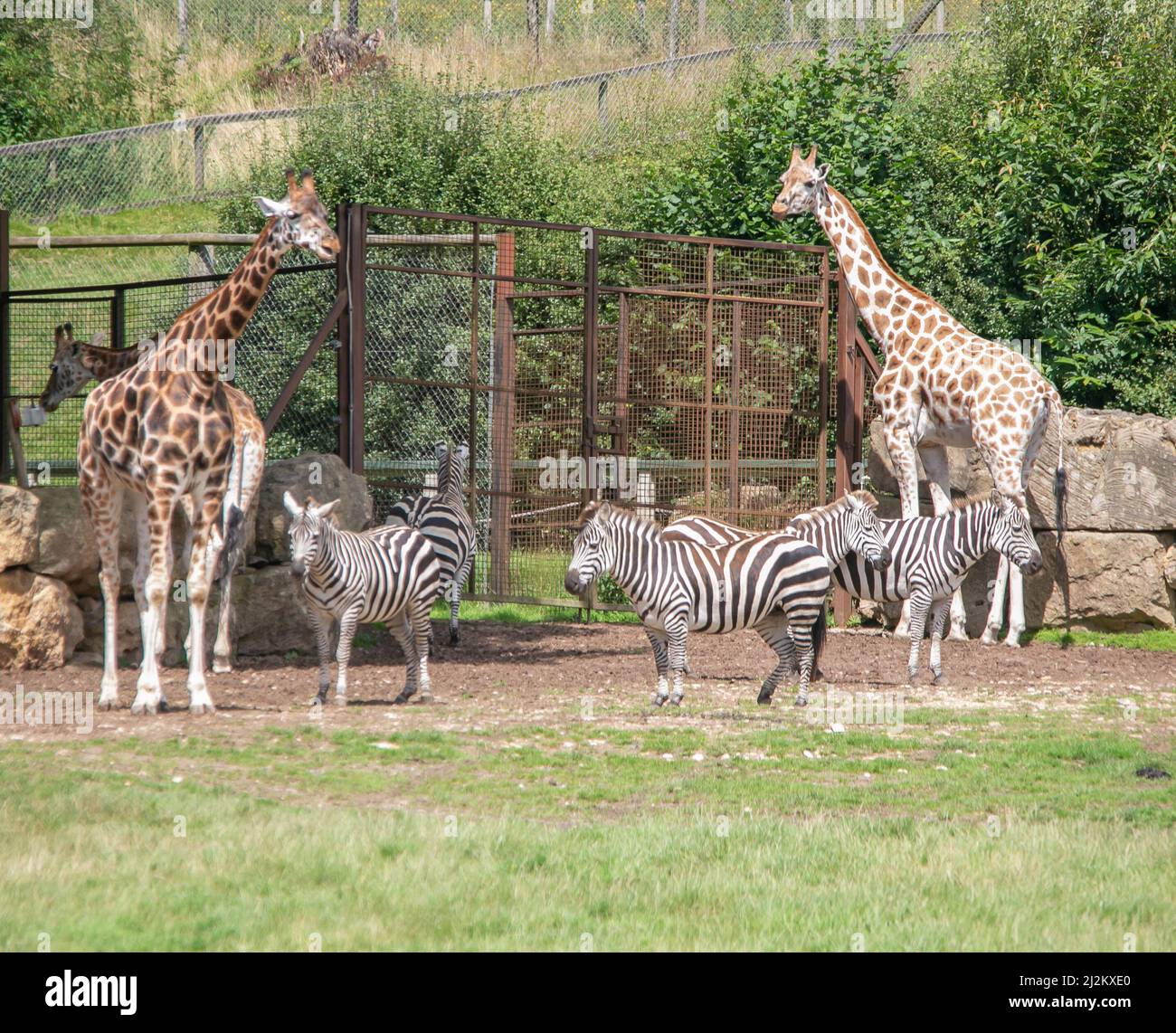 Various Wildlife animals at Longleat Safari Park Stock Photo